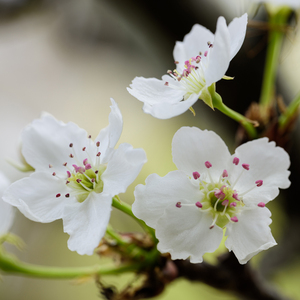 人与狗交xxxxXXⅩ
